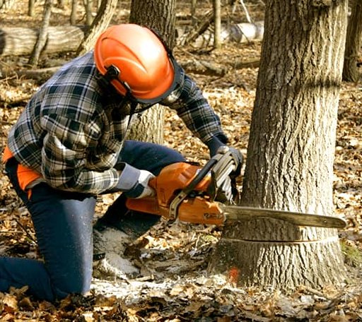 Tree Removal in North Hartland, VT